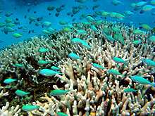 Australia's Other Reef