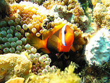 Australia's Other Reef