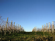 Australian Vineyard